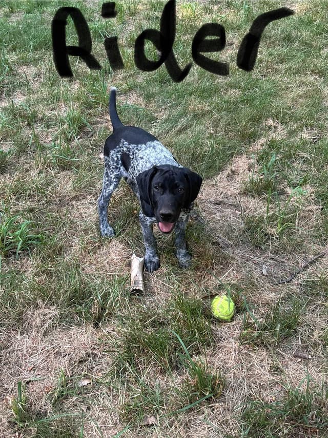 German Shorthaired Pointer Puppies media 3