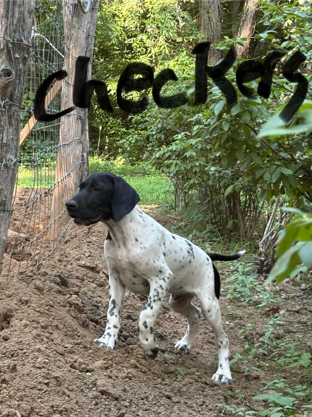 German Shorthaired Pointer Puppies media 4