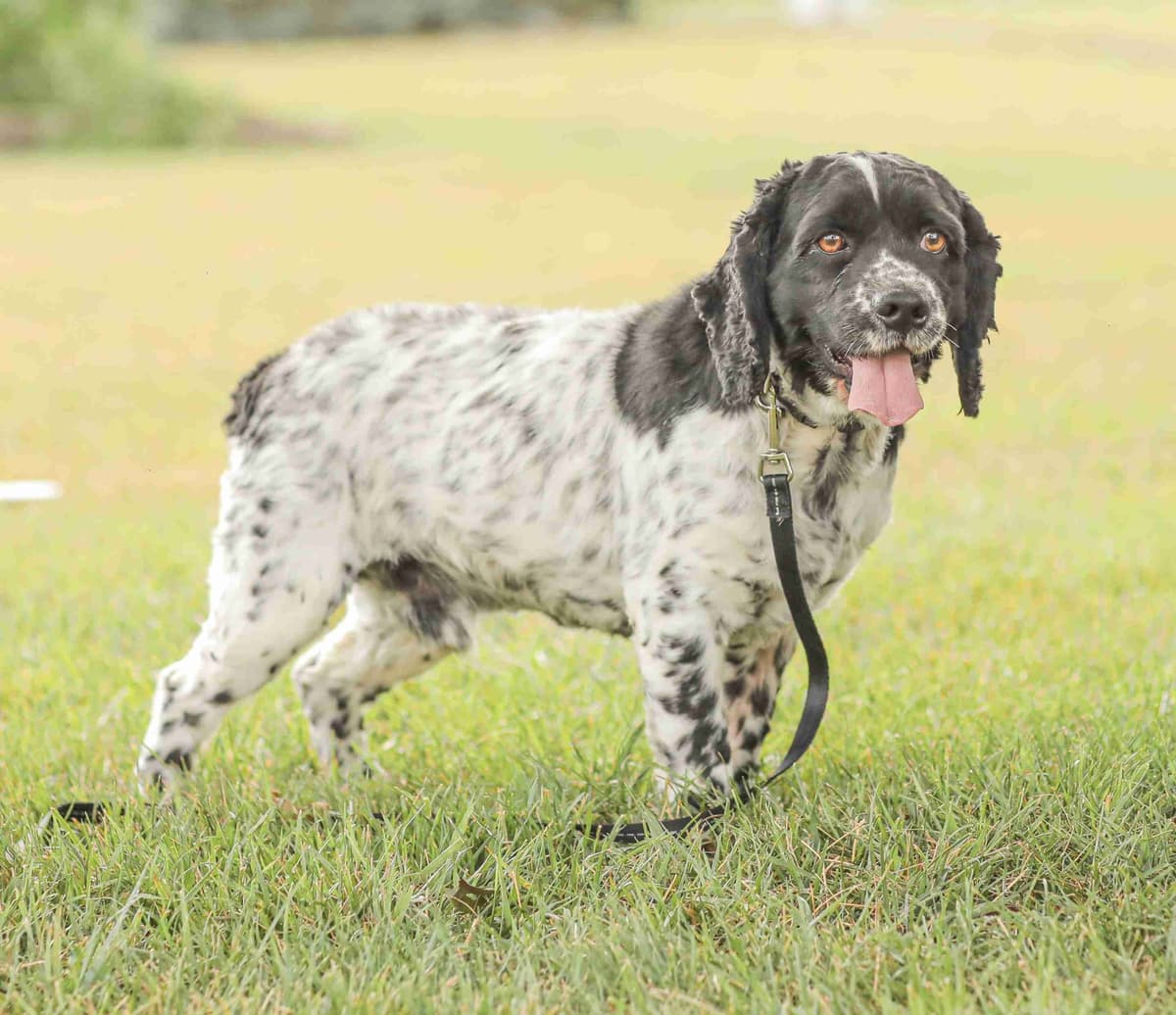 Cocker Spaniel Puppies breeder image 1