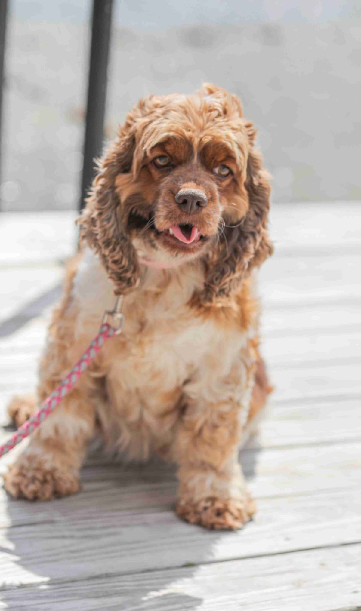 Cocker Spaniel Puppies breeder image 2