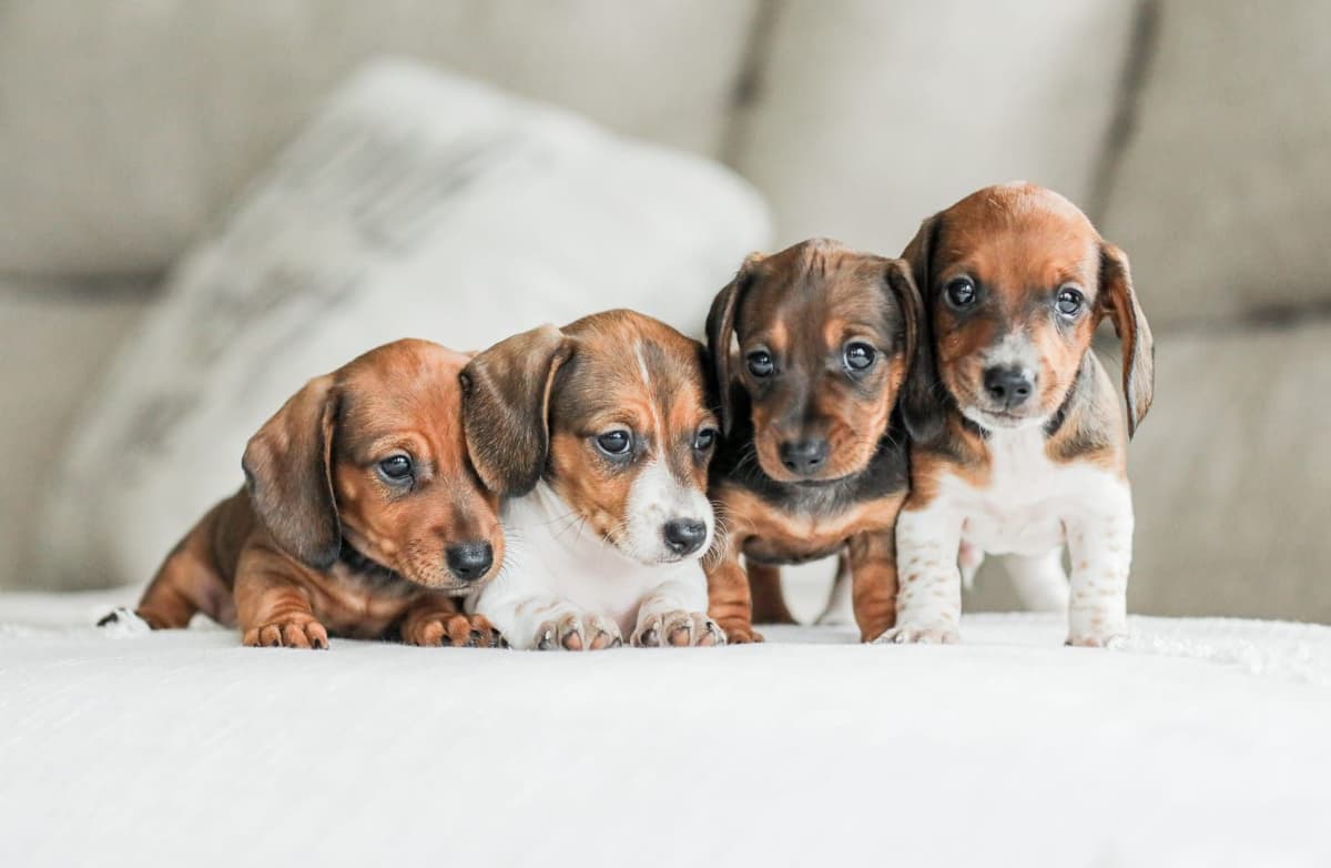 Cocker Spaniel Puppies breeder image 4