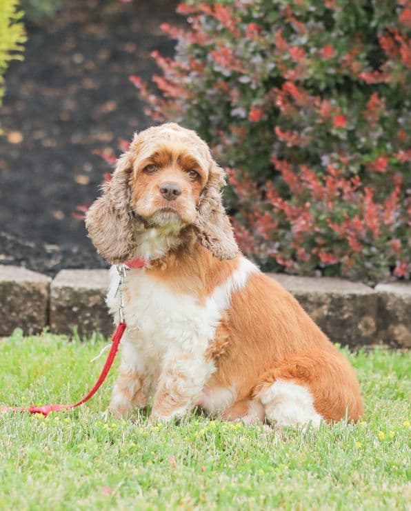 Cocker Spaniel Puppies media 4