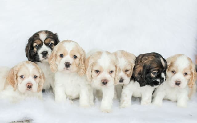 Cocker Spaniel Puppies media 2