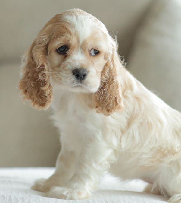 Cocker Spaniel Puppies media 5