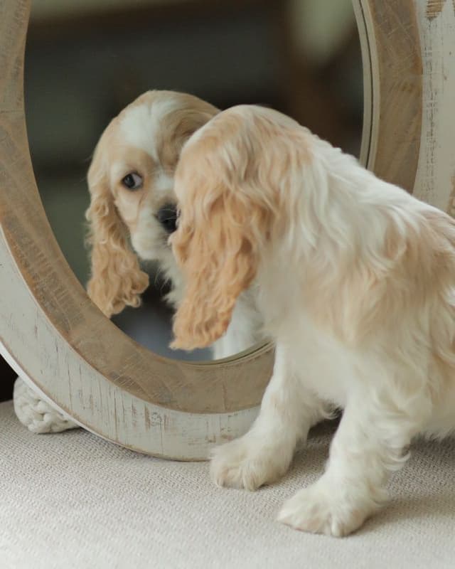 Cocker Spaniel Puppies media 6