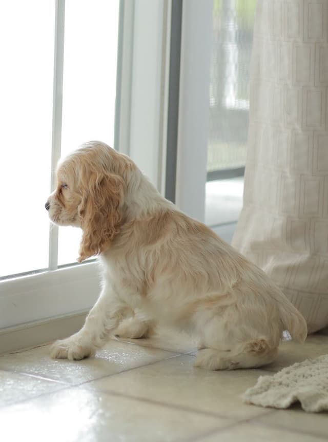 Cocker Spaniel Puppies media 7
