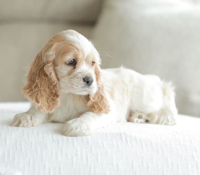 Cocker Spaniel Puppies media 8