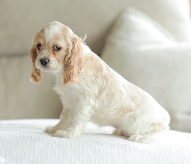 Cocker Spaniel Puppies media 9