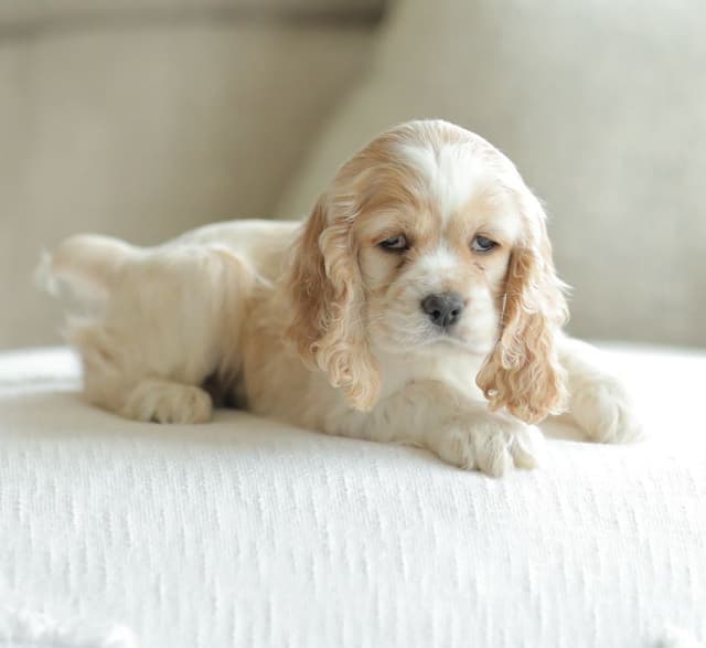 Cocker Spaniel Puppies media 10