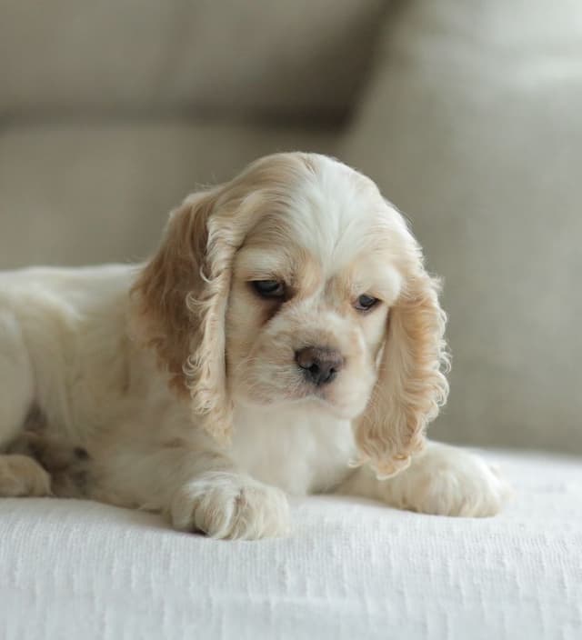 Cocker Spaniel Puppies media 11