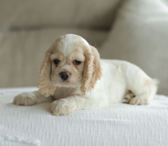 Cocker Spaniel Puppies media 12