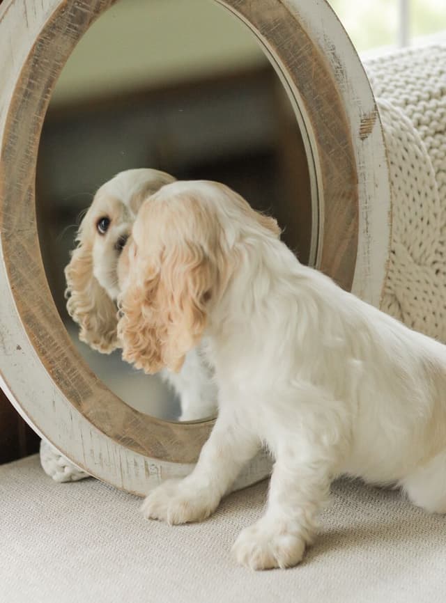 Cocker Spaniel Puppies media 13