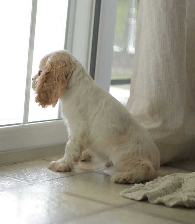 Cocker Spaniel Puppies media 14