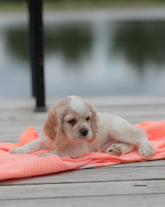 Cocker Spaniel Puppies media 15