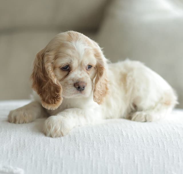 Cocker Spaniel Puppies media 17