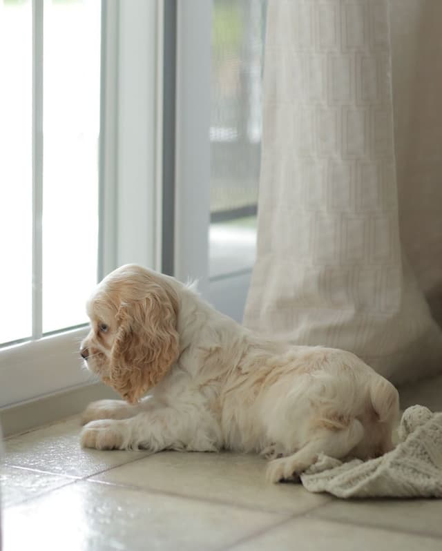Cocker Spaniel Puppies media 18