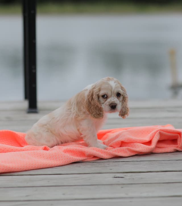 Cocker Spaniel Puppies media 19