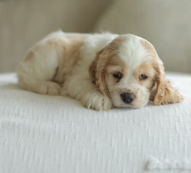 Cocker Spaniel Puppies media 20