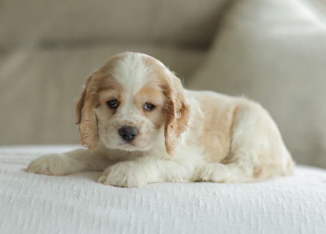 Cocker Spaniel Puppies media 21