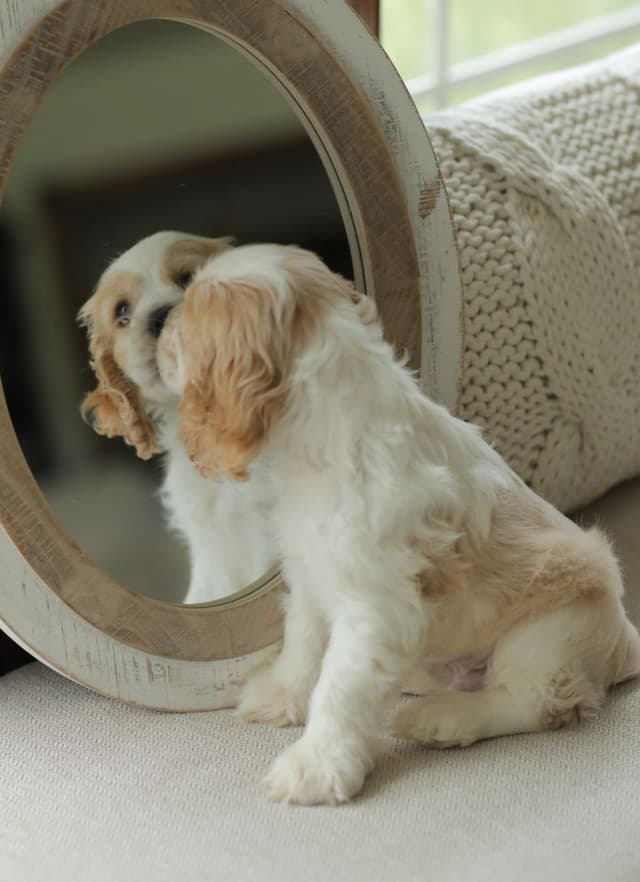 Cocker Spaniel Puppies media 22