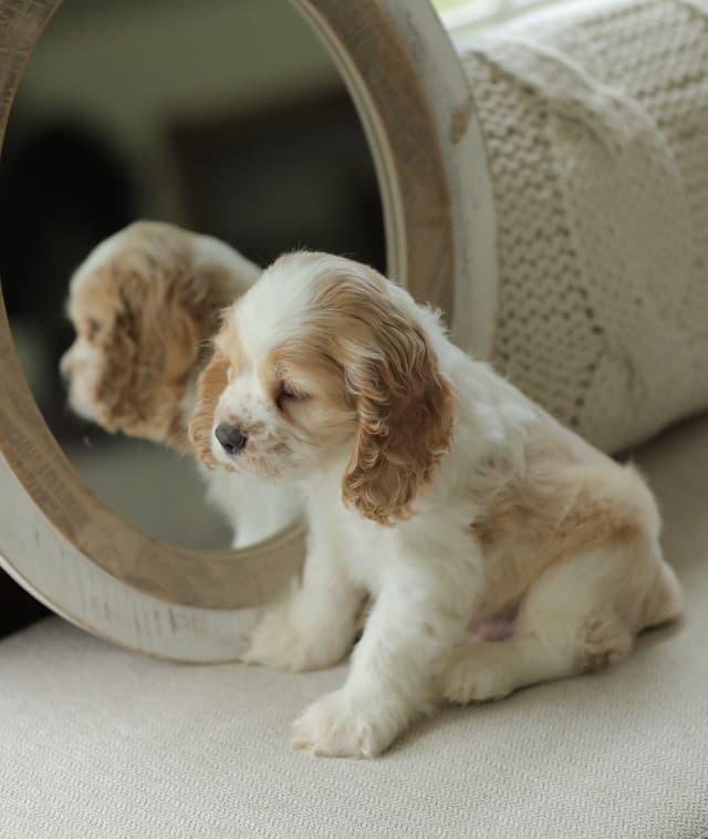 Cocker Spaniel Puppies media 23