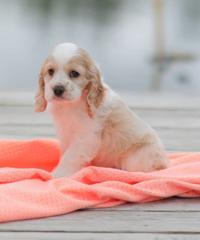 Cocker Spaniel Puppies media 25