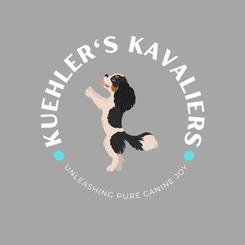 Cavalier King Charles Spaniel Puppies breeder image 1