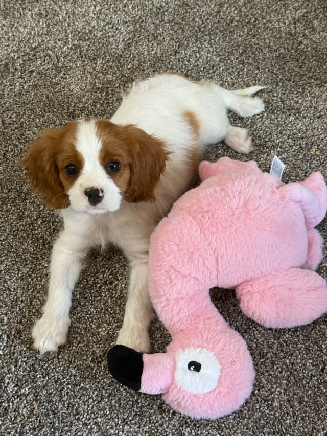 Cavalier King Charles Spaniel Puppies media 8
