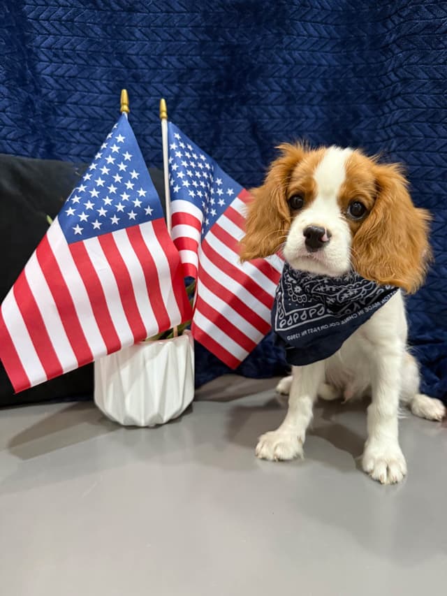 Cavalier King Charles Spaniel Puppies media 6