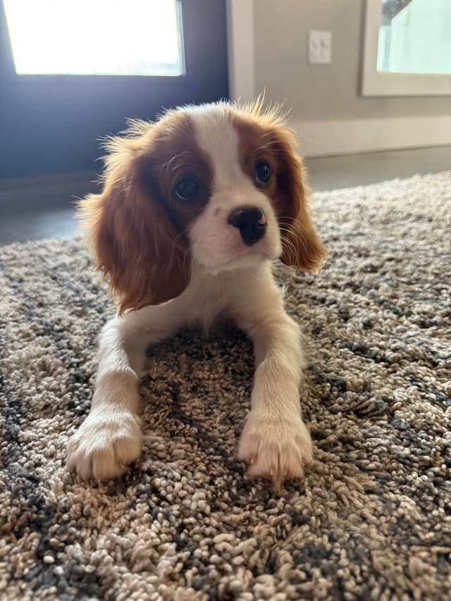 Cavalier King Charles Spaniel Puppies media 5
