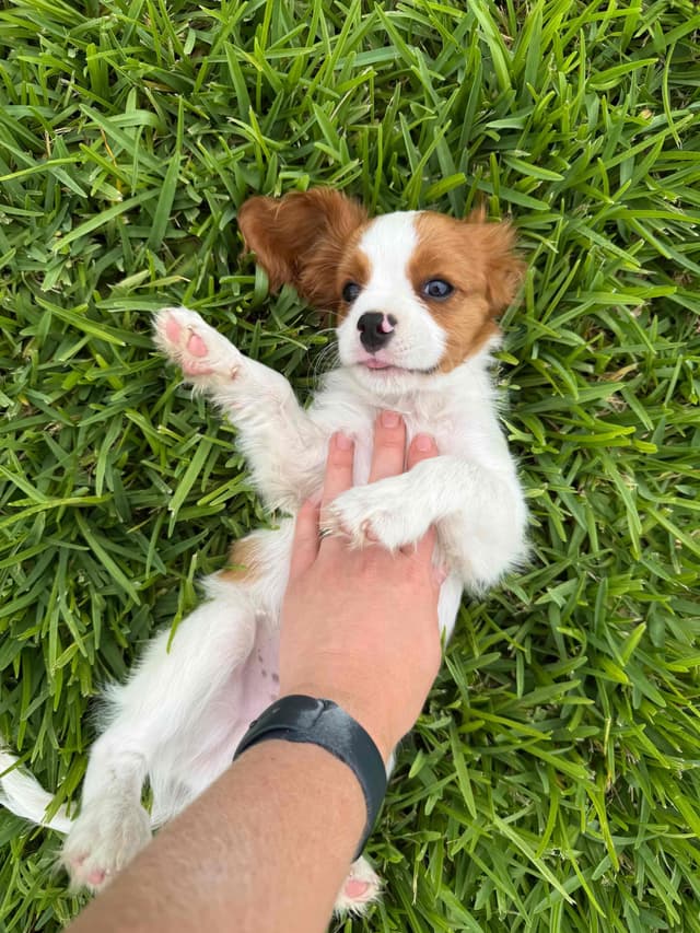 Cavalier King Charles Spaniel Puppies media 7