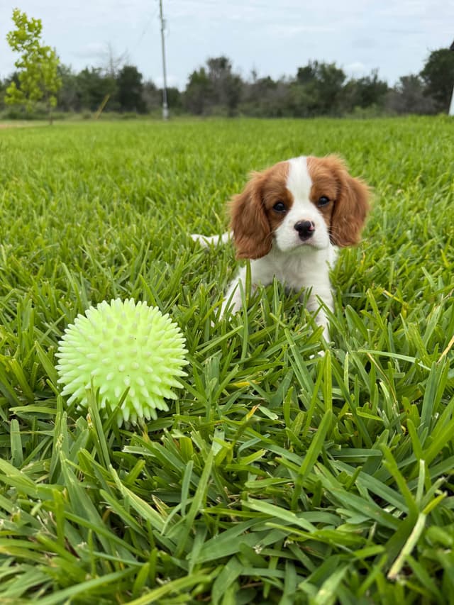 Cavalier King Charles Spaniel Puppies media 9