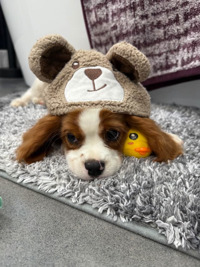 Cavalier King Charles Spaniel Puppies media 2