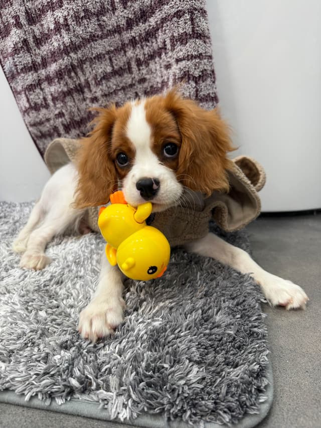 Cavalier King Charles Spaniel Puppies media 3