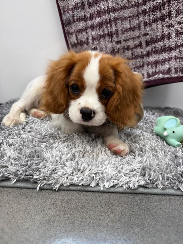 Cavalier King Charles Spaniel Puppies media 4