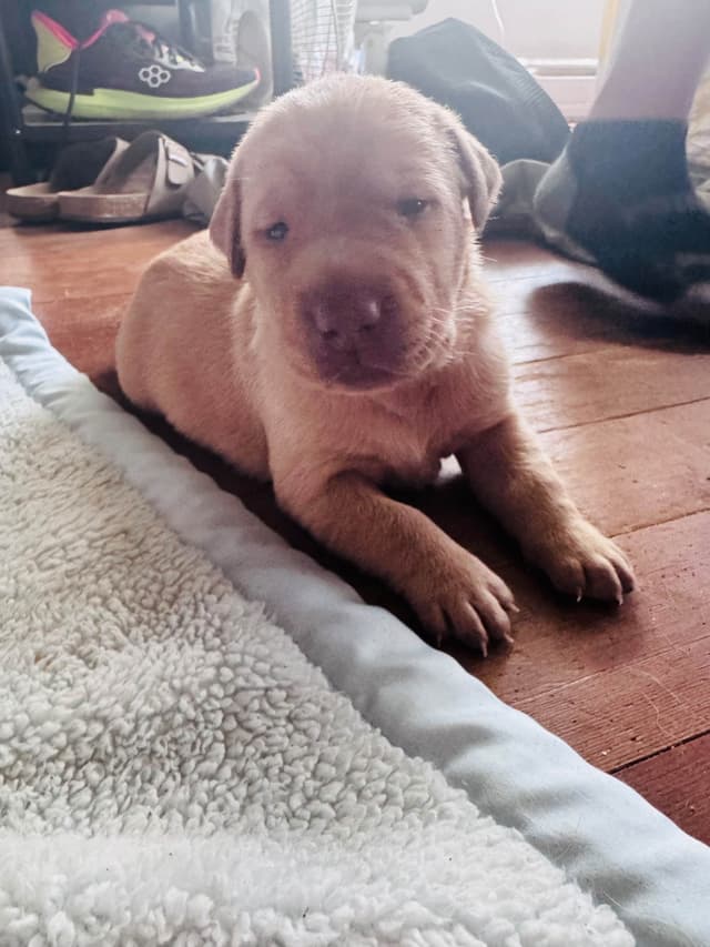 Labrador Retriever Puppies media 3
