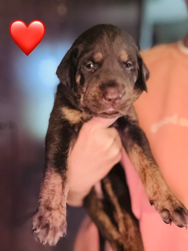 Labrador Retriever Puppies media 4
