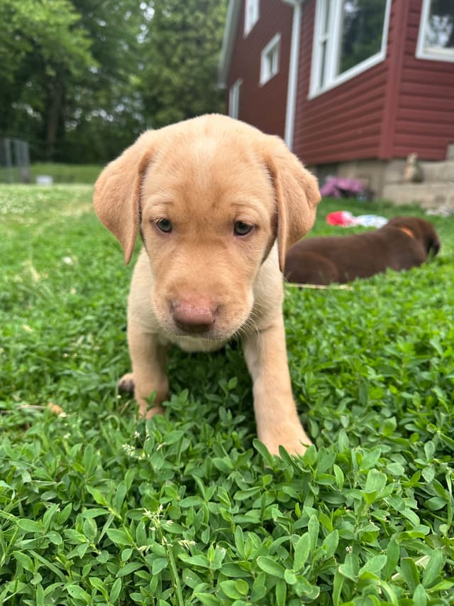 Labrador Retriever Puppies media 8