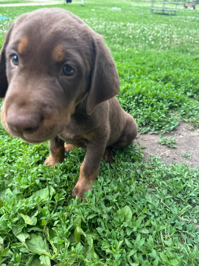 Labrador Retriever Puppies media 7