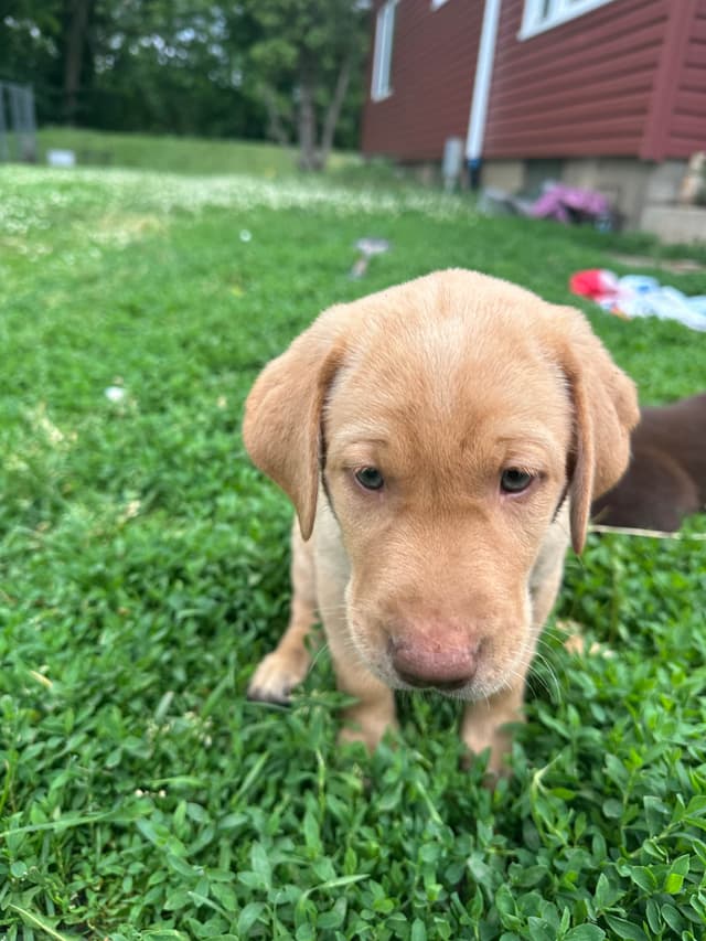 Labrador Retriever Puppies media 14
