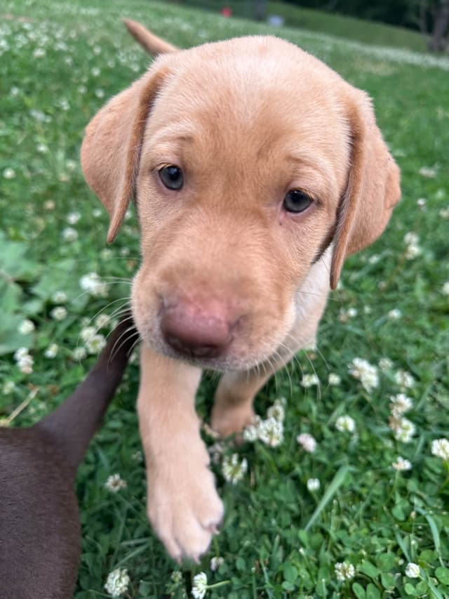 Labrador Retriever Puppies media 13
