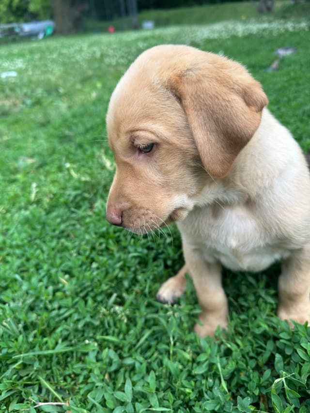 Labrador Retriever Puppies media 12