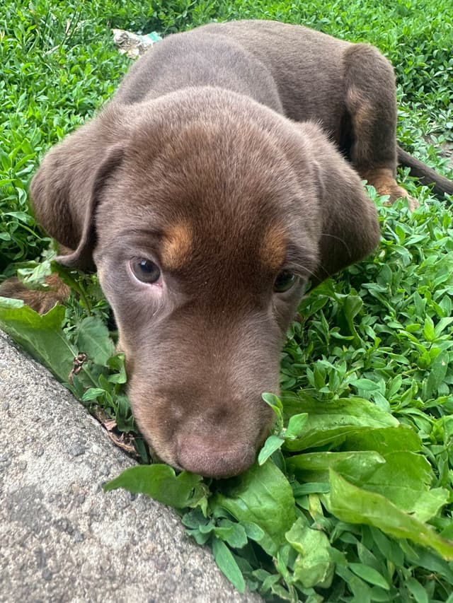 Labrador Retriever Puppies media 18