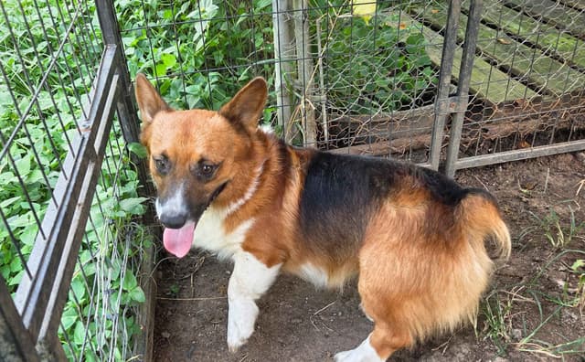 Pembroke Welsh Corgi Puppies media 2