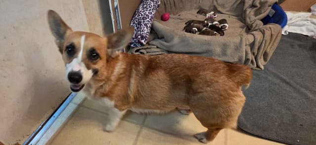 Pembroke Welsh Corgi Puppies media 3