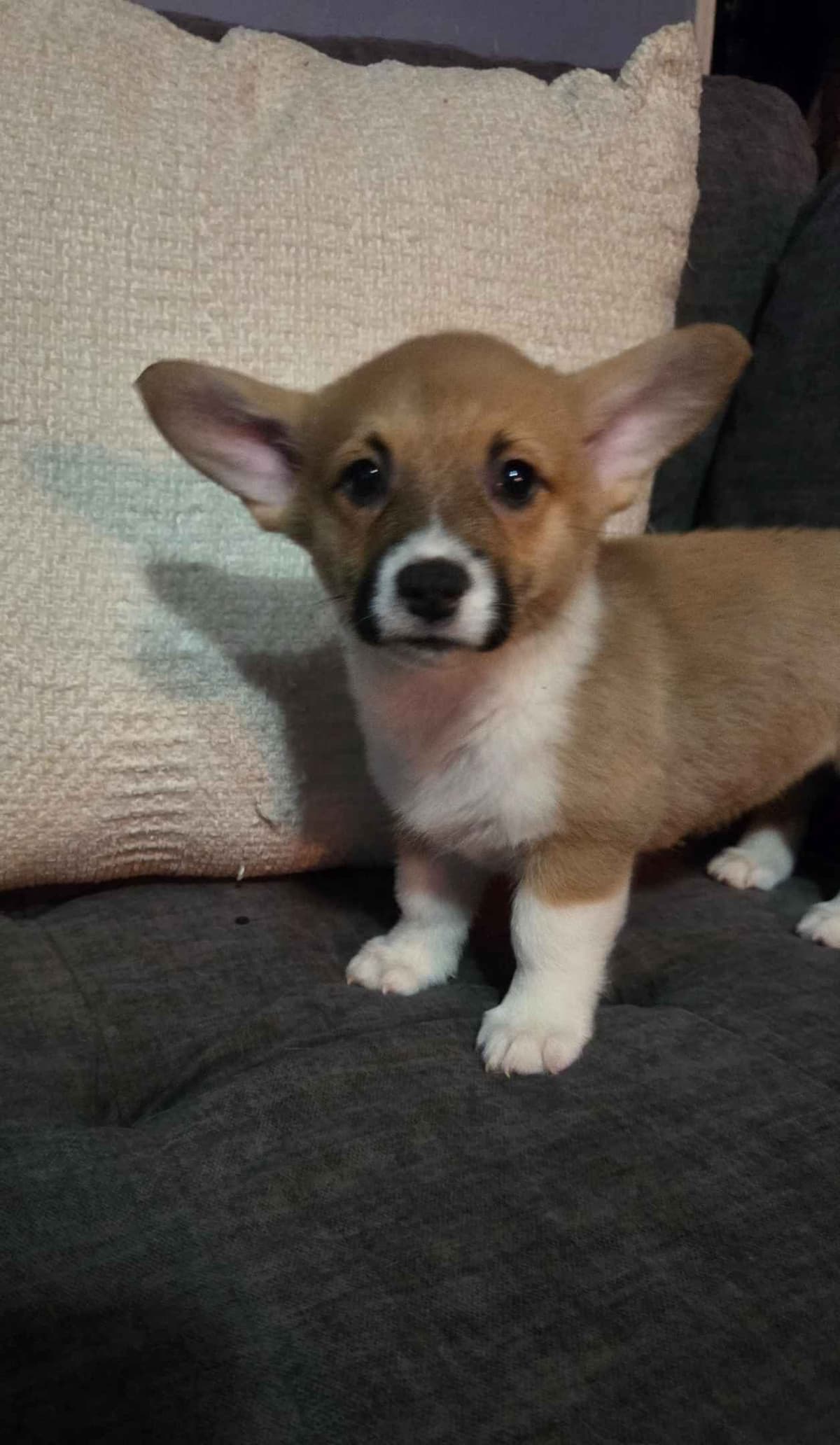 Pembroke Welsh Corgi Puppies breeder image 1