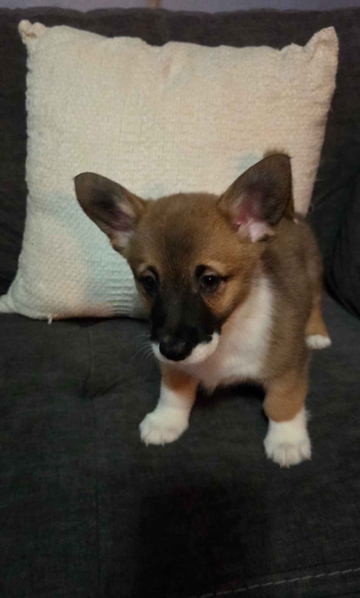 Pembroke Welsh Corgi Puppies breeder image 2