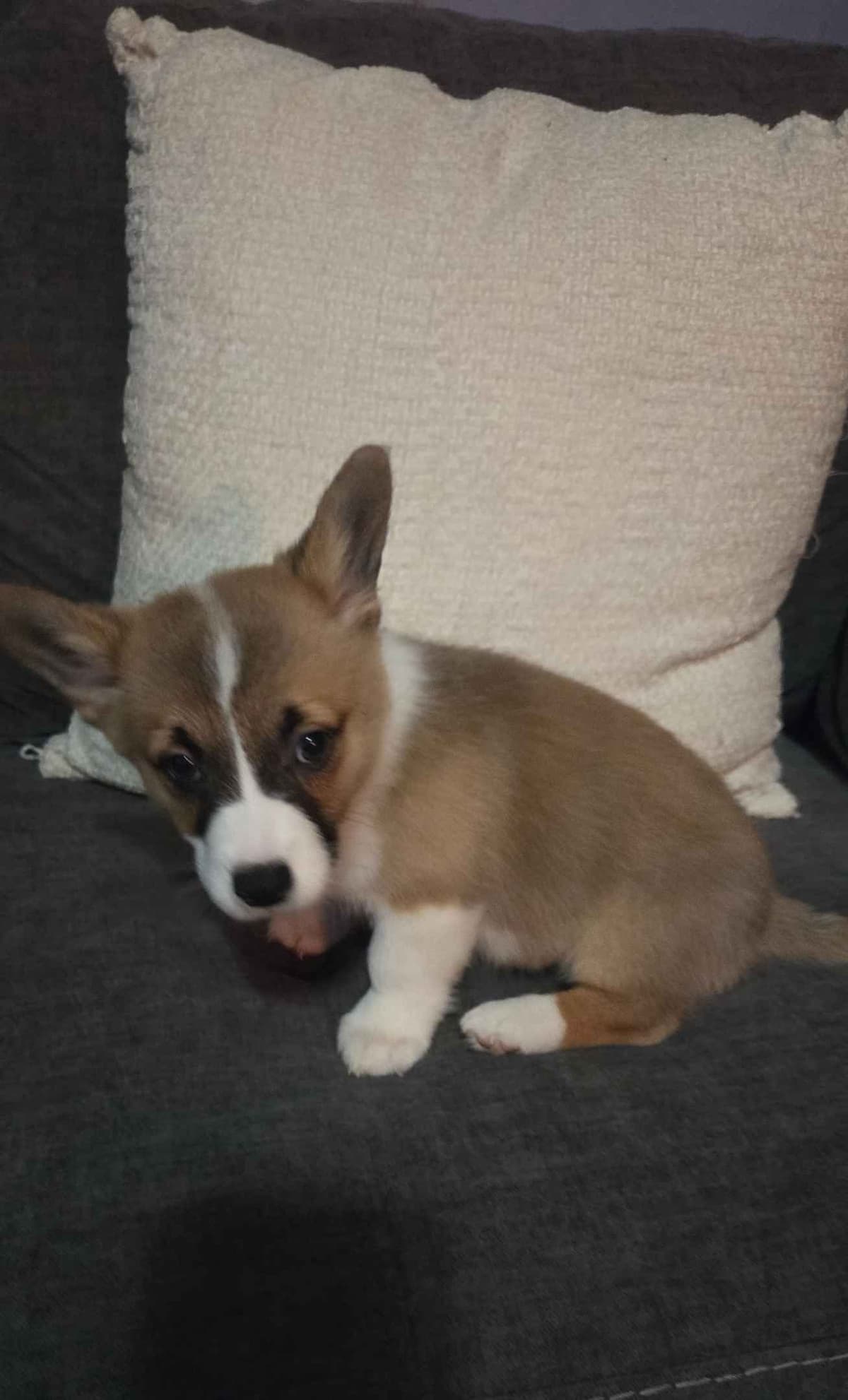 Pembroke Welsh Corgi Puppies breeder image 3
