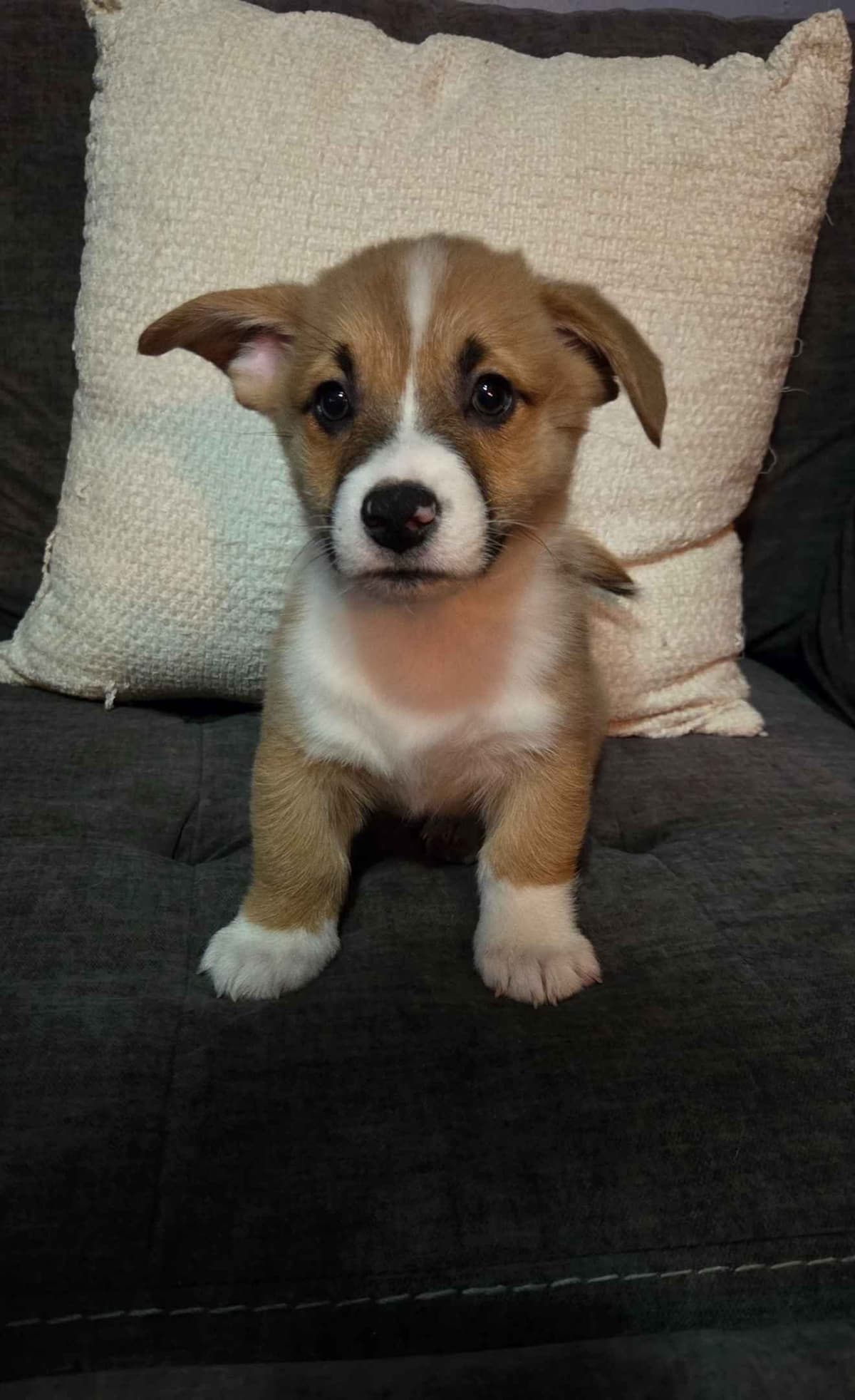 Pembroke Welsh Corgi Puppies breeder image 5