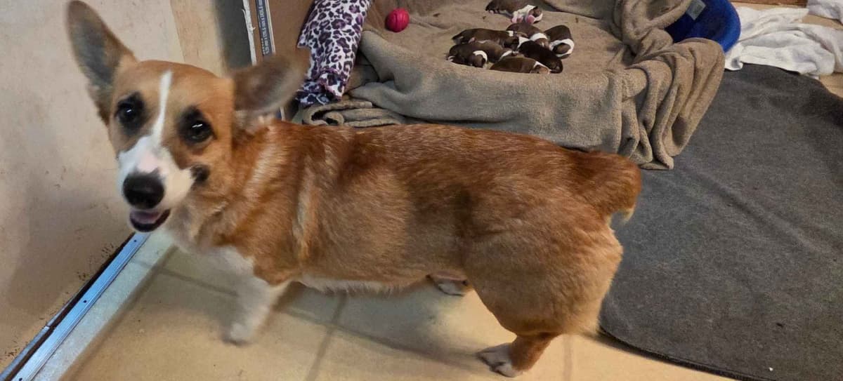 Pembroke Welsh Corgi Puppies breeder image 6
